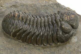 Detailed Morocops Trilobite - Morocco #325993