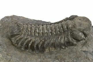 Austerops Trilobite Fossil - Ofaten, Morocco #325995