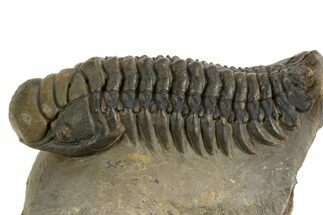 Colorful Crotalocephalina Trilobite - Atchana, Morocco #325997