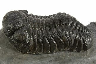 Detailed Morocops Trilobite - Morocco #325998