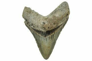 Fossil Megalodon Tooth - North Carolina #328828