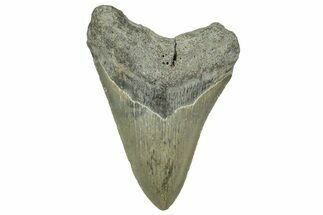 Serrated, Fossil Megalodon Tooth - North Carolina #328850
