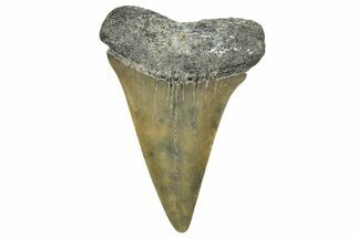 Fossil Broad-Toothed Mako Tooth - South Carolina #329087