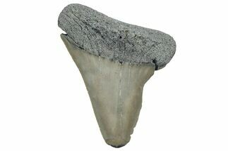Fossil Broad-Toothed Mako Tooth - South Carolina #329088