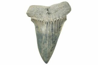 Large, Fossil Broad-Toothed Mako Tooth - South Carolina #329108