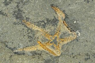 Ordovician Brittle Star (Ophiura) - Morocco #329113