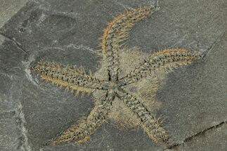 Ordovician Brittle Star (Ophiura) - Morocco #329120
