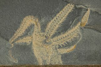 Ordovician Brittle Star (Ophiura) - Morocco #329151