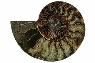 Cut & Polished Ammonite Fossil (Half) - Madagascar #329154