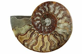 Cut & Polished Ammonite Fossil (Half) - Madagascar #329168