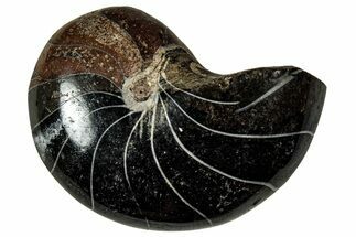 Polished Fossil Nautilus (Cymatoceras) - Unusual Black Color! #329195
