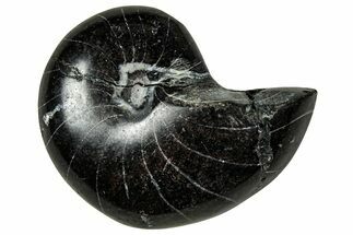 Polished Fossil Nautilus (Cymatoceras) - Unusual Black Color! #329196