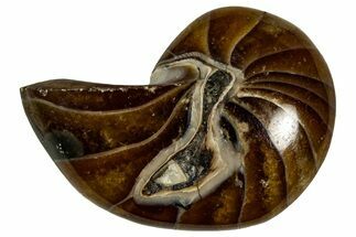 Polished Fossil Nautilus (Cymatoceras) - Madagascar #329210