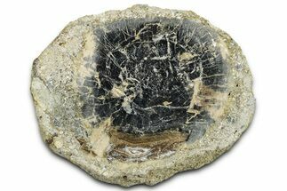 Polished Petrified Wood Limb Round - Indonesia #329219
