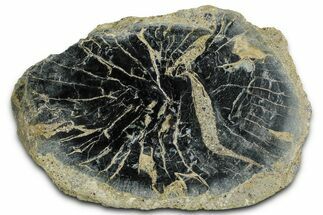 Polished Petrified Wood Limb Round - Indonesia #329222