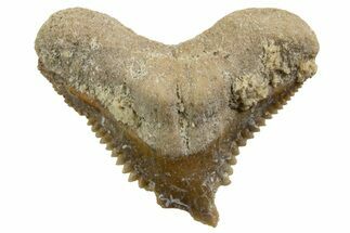 Tiger Shark (Galeocerdo Eaglesomi) Tooth - Dakhla, Morocco #327057