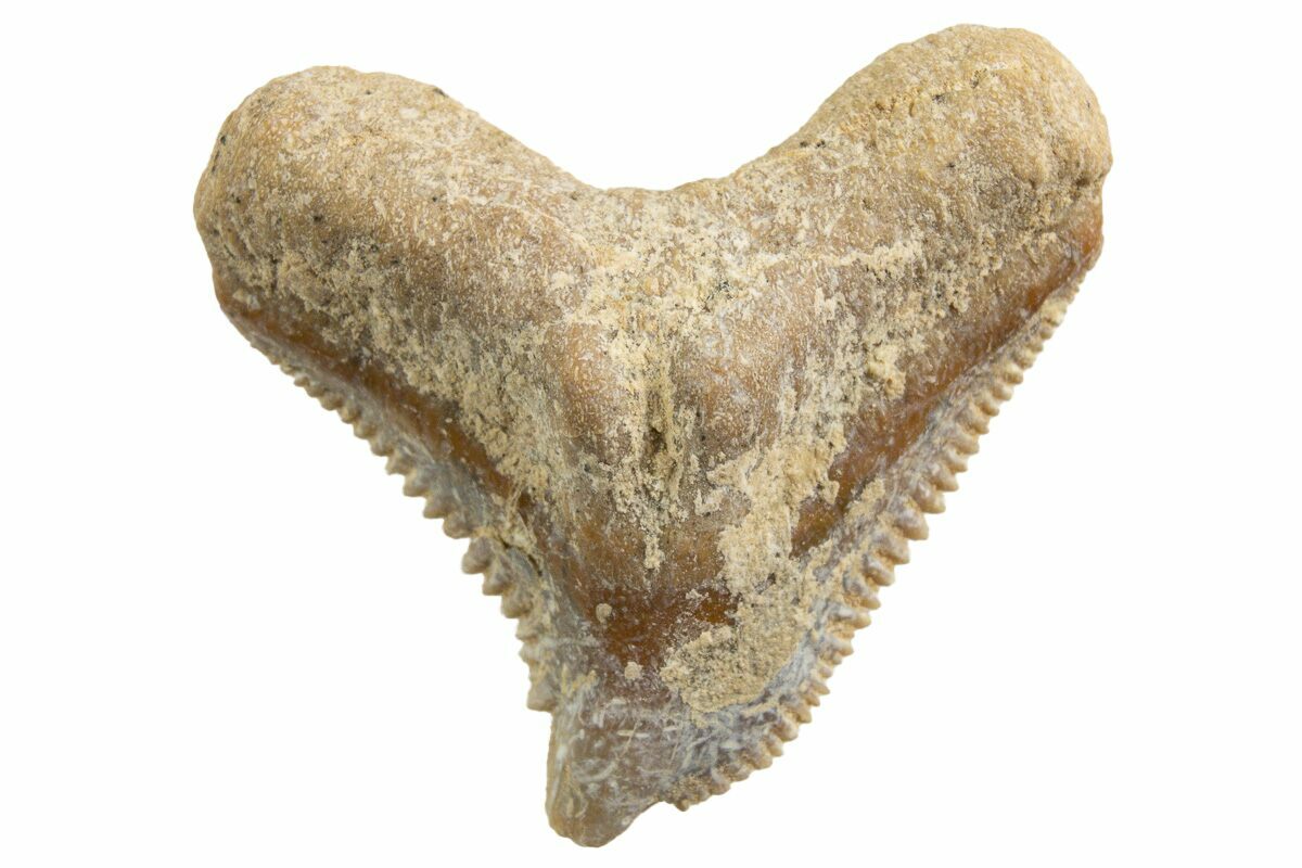 【合馬公式アカウント3】TADGEAR Shark-Skin Neff the Shark 3D print – Benson Bone