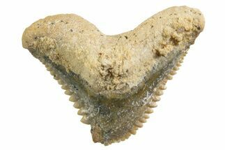 Tiger Shark (Galeocerdo Eaglesomi) Tooth - Dakhla, Morocco #327059