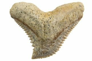 Tiger Shark (Galeocerdo Eaglesomi) Tooth - Dakhla, Morocco #327065