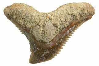 Tiger Shark (Galeocerdo Eaglesomi) Tooth - Dakhla, Morocco #327066