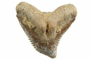 Tiger Shark (Galeocerdo) For Sale