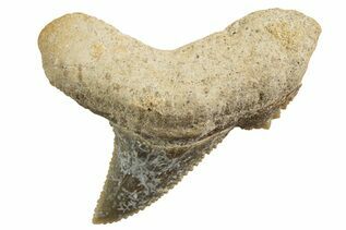 Tiger Shark (Galeocerdo) For Sale