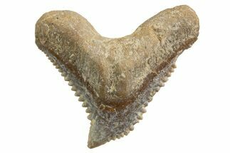 Tiger Shark (Galeocerdo Eaglesomi) Tooth - Dakhla, Morocco #327082