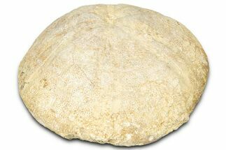 Jurassic Sea Urchin (Clypeus) Fossil - England #325947