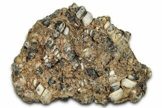 Fossil Freshwater Snails (Elimia) In Limestone - Wyoming #327019