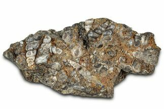 Fossil Freshwater Snails (Elimia) In Limestone - Wyoming #327020