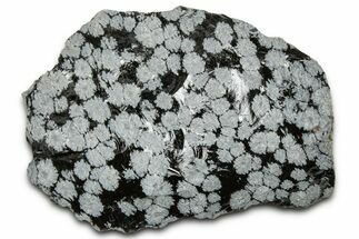 Snowflake Obsidian Section - Utah #327128