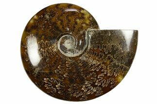 Polished, Agatized Ammonite (Cleoniceras) - Madagascar #327697