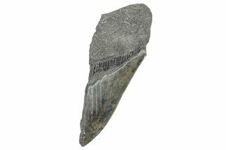 Partial, Fossil Megalodon Tooth - Serrated Edge #327715