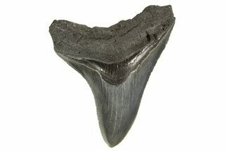 Serrated, Fossil Megalodon Tooth - South Carolina #321293