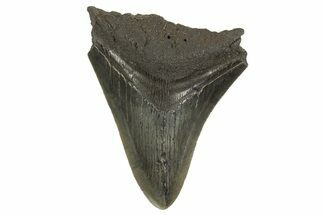 Serrated, Fossil Megalodon Tooth - South Carolina #321231