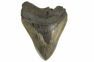 Serrated, Fossil Megalodon Tooth - South Carolina #321233