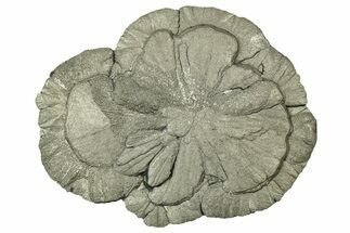 Pyrite Sun - Sparta, Illinois #315981