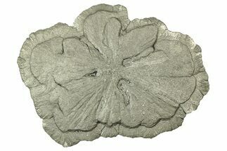 Pyrite Sun - Sparta, Illinois #316013