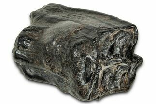 Pleistocene Aged Fossil Horse Tooth - South Carolina #320491