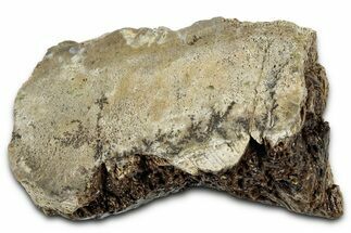 Fossil Tyrannosaur (T rex) Vertebra Articular Facet - Wyoming #328765