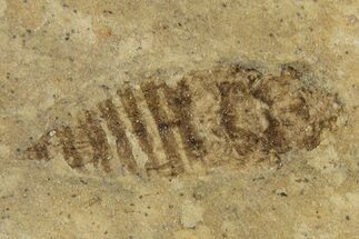 Detailed Fossil Leafhopper (Homoptera) - France #267684