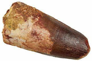 Fossil Spinosaurus Tooth - Robust Tooth #329528