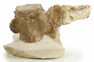 Reptile & Amphibian Fossils For Sale