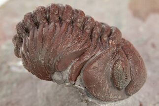 Red Morocops Trilobite - Hmar Laghdad, Morocco #329731
