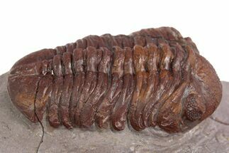Prone Red Morocops Trilobite - Hmar Laghdad, Morocco #329732