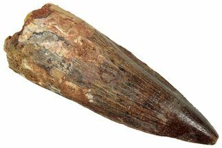 Fossil Spinosaurus Tooth - Real Dinosaur Tooth #329584