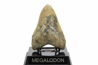 Serrated, Fossil Megalodon Tooth - Georgia #329843