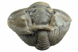 Wide Enrolled Flexicalymene Trilobite - Mt Orab, Ohio #329741