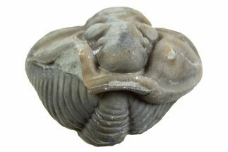 Wide Enrolled Flexicalymene Trilobite - Mt Orab, Ohio #329749