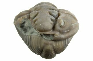 Wide Enrolled Flexicalymene Trilobite - Mt Orab, Ohio #329751
